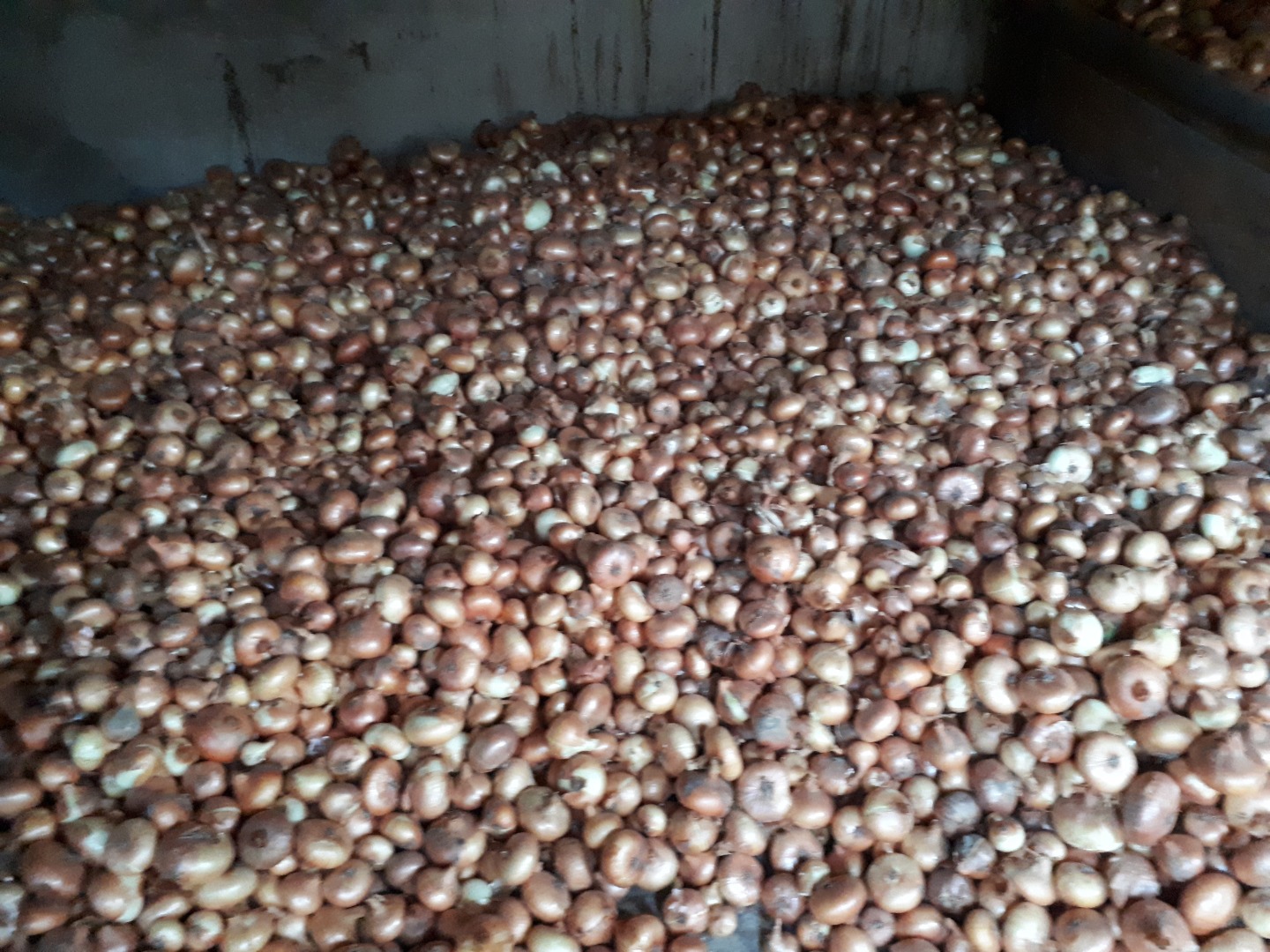 I am selling onions large quantity suitable size negotiable price