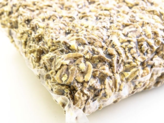 2020 walnuts for sale. I will start cooperation for