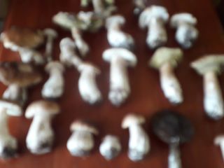 Dried porcini mushrooms and mixed mushrooms