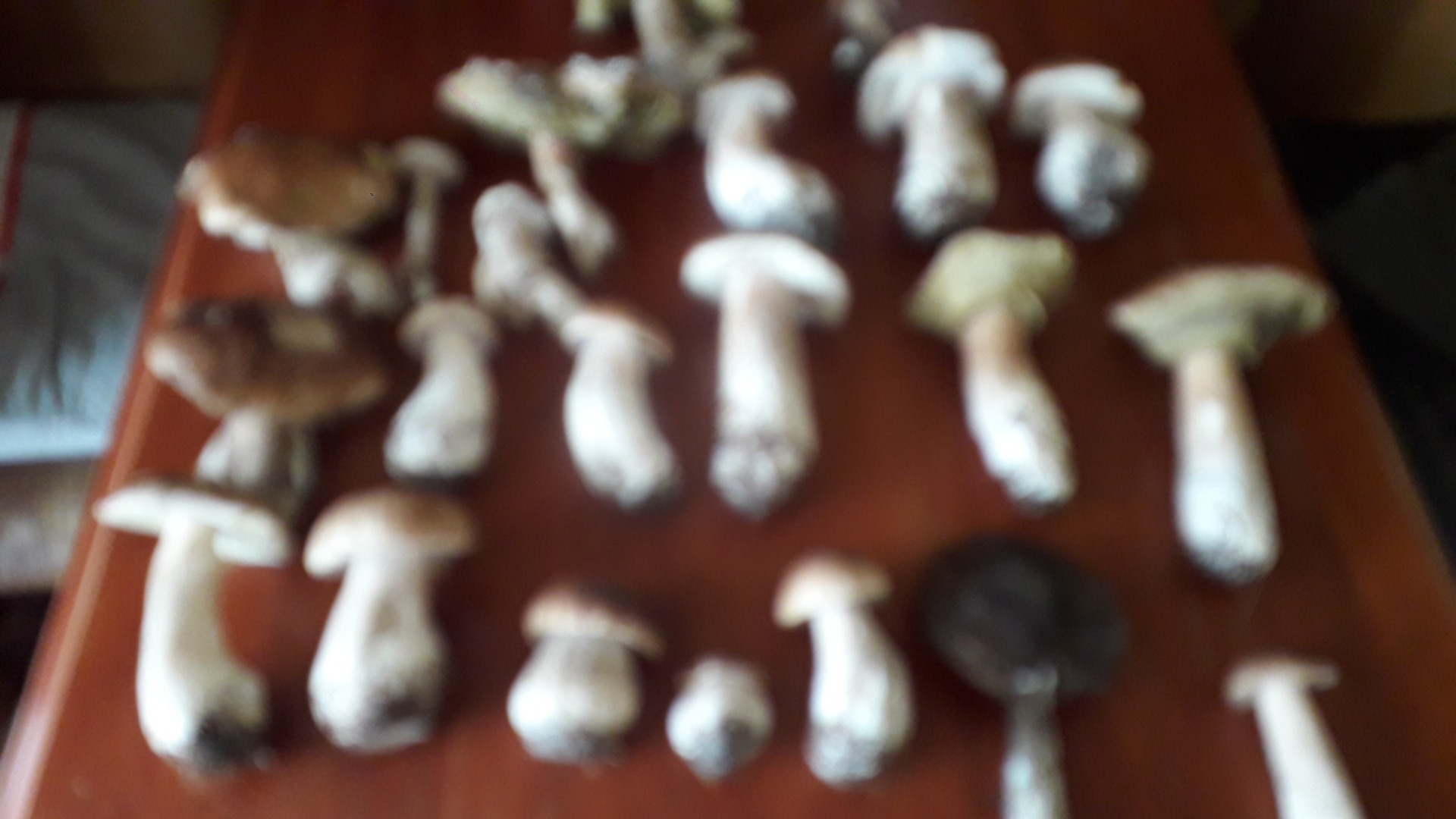 Dried porcini mushrooms and mixed mushrooms