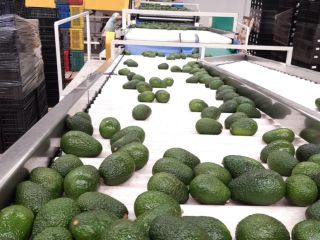 AVOCADO HASS BIO AND ECOLOGICAL PREMIUM QUALITY We are