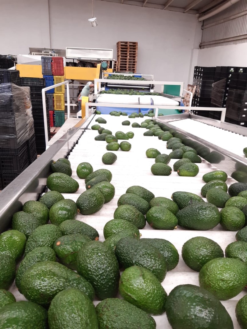 AVOCADO HASS BIO AND ECOLOGICAL PREMIUM QUALITY We are producers and sell avocado hass in America and Europe