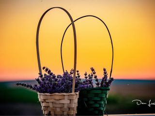 I am selling 80 liters of lavender oil and
