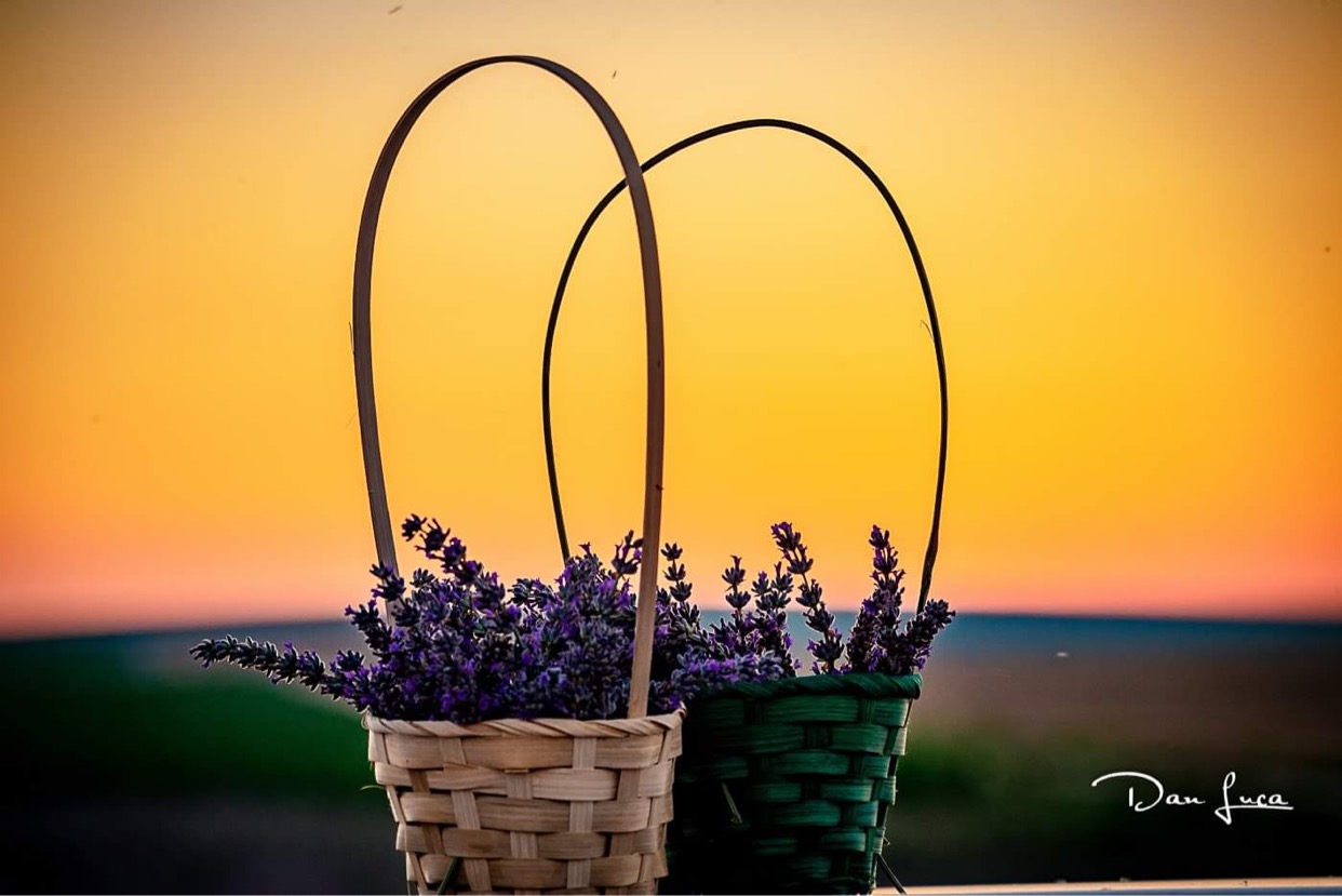I am selling 80 liters of lavender oil and 900 liters of lavender water (hydrolato)