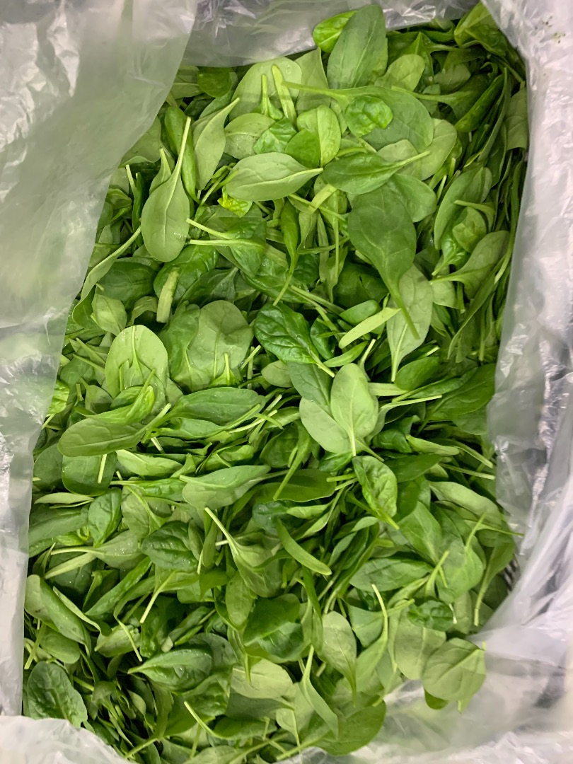 Świeży szpinak baby, prosto z fabrycznego pudełka 4,5kg