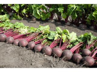 Local producer from Galati area, we sell beets from