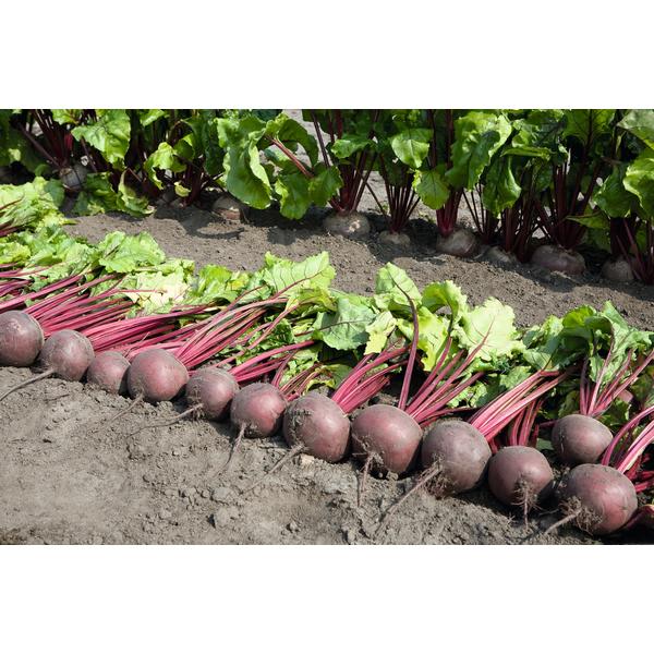 Local producer from Galati area, we sell beets from our own production