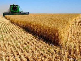 Commodity: WHEAT Origin: USA, Ukraine, Russia Quantity: 25000 –