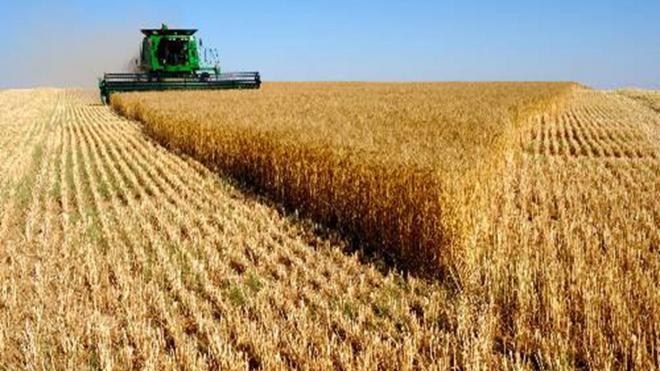 Commodity: WHEAT Origin: USA, Ukraine, Russia Quantity: 25000 – 100000 MT per MONTH Period of contract: 12 MONTH Terms of delivery: CIF Payment terms: L/C