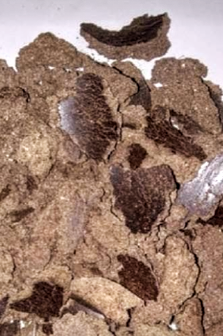 Quality palm kernel oil and cake feed for sell at affordable price