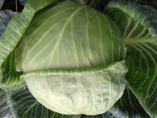 I will sell Novoton white cabbage for pickling. I