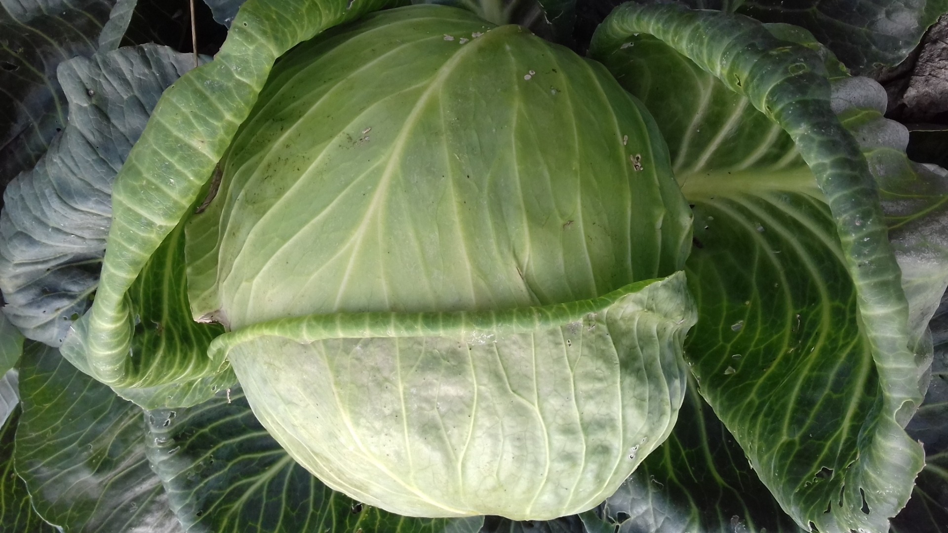 I will sell Novoton white cabbage for pickling