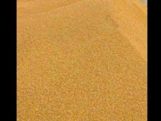 I sell corn grains 0.90 RON kg