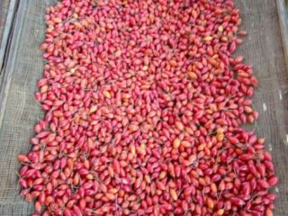 I am selling raw cultivated rose hips of my