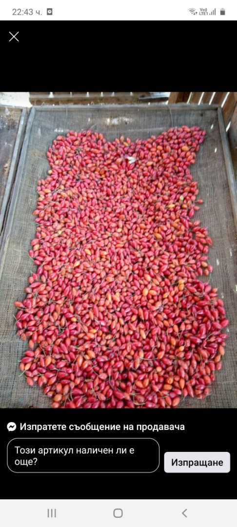 I am selling raw cultivated rose hips of my own production, harvest 2020, price BGN 3 / kg