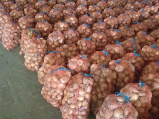Medium-sized dried onions