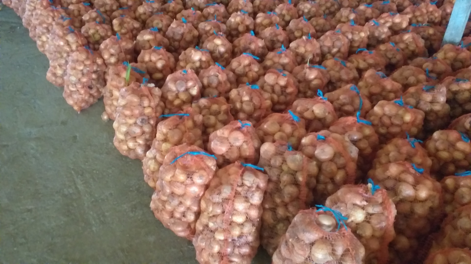 Medium-sized dried onions