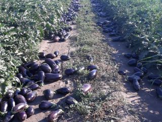 I sell high quality Aragonese eggplants in large and