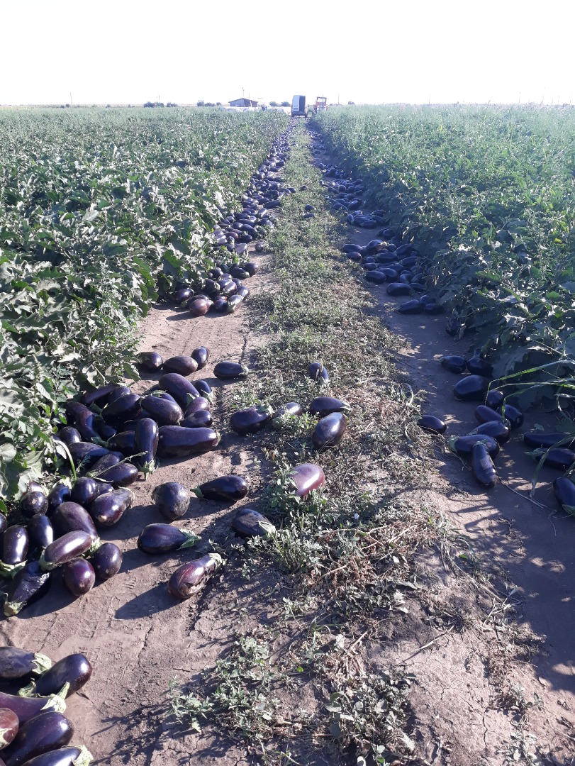 I sell high quality Aragonese eggplants in large and small quantities