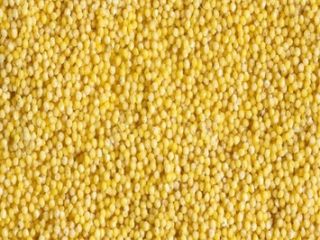 Millet 2020 crop Purity 98% Min. Humidity 13% Max.