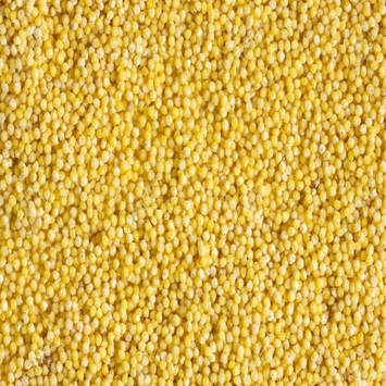 Millet 2020 crop Purity 98% Min