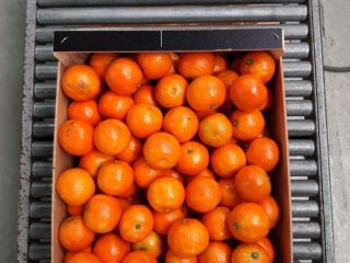Mandarins from Spanish producers, cal. 3/4/5, price from 1