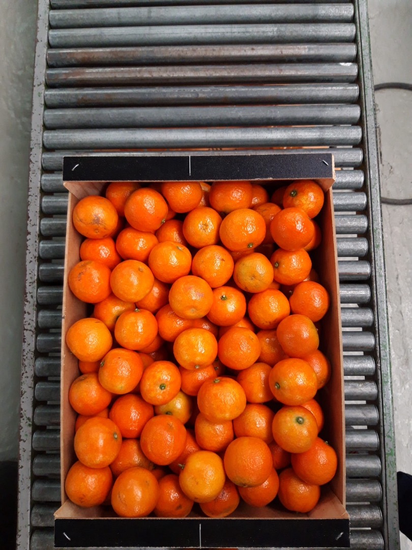 Mandarins from Spanish producers, cal