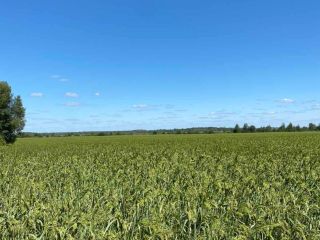Yellow Millet 2020 crop. Min purity 98% and max