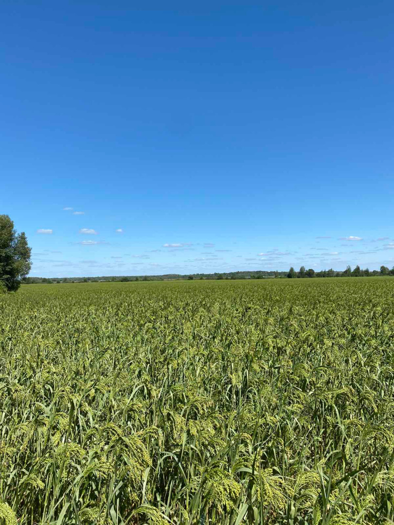 Yellow Millet 2020 crop