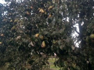I invite you to the orchard for juicy pears