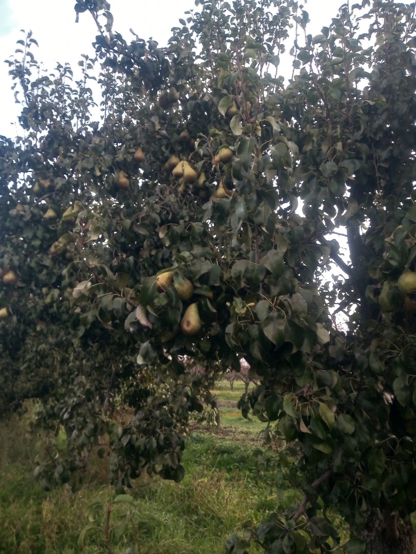 I invite you to the orchard for juicy pears
