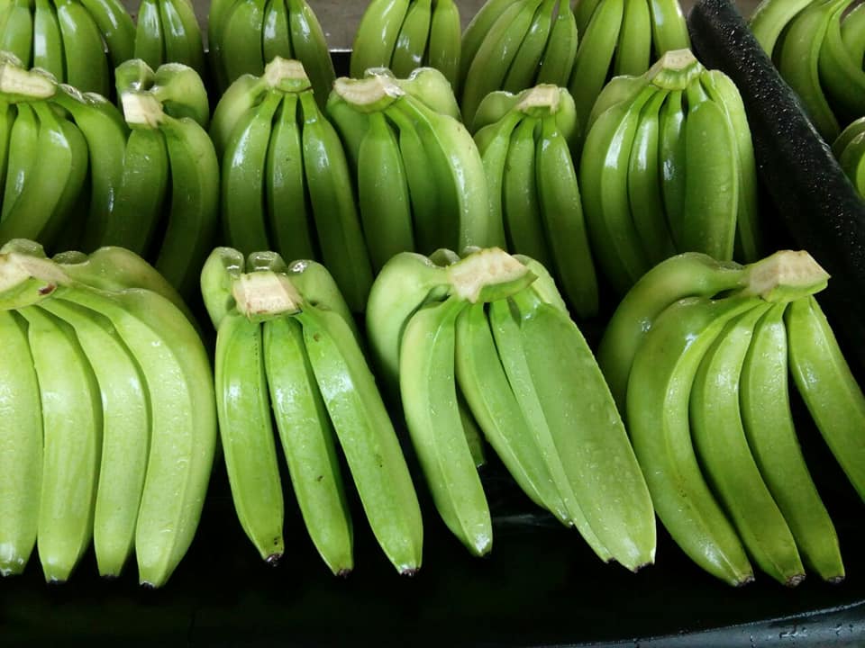 We export according to your need the Green bananas for food OR for sweet Banana consumption