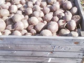 I WILL SELL red beetroot variety Pablo .