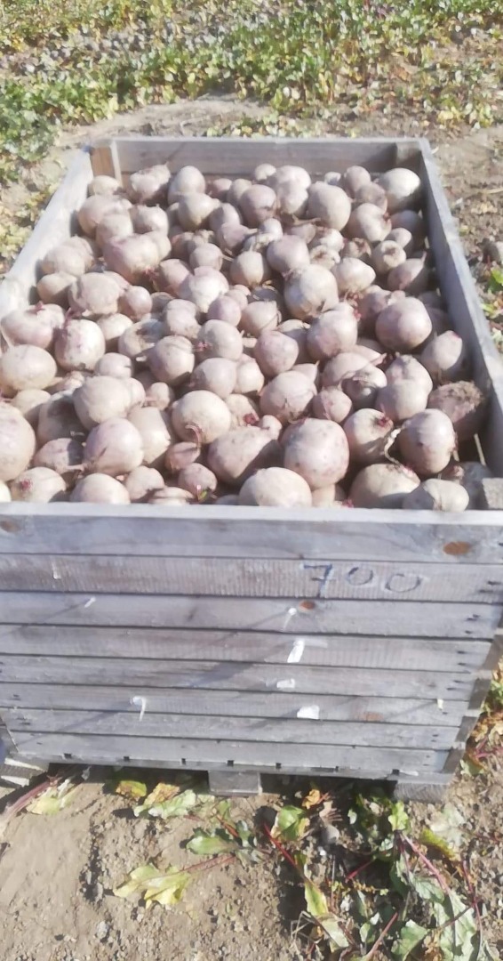 I WILL SELL red beetroot variety Pablo