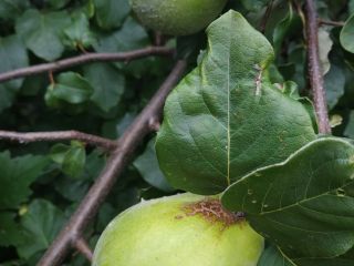 Organic quince fruit, very large, of good quality. About