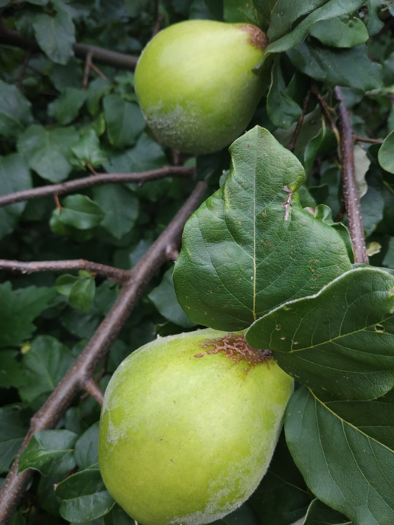 Organic quince fruit, very large, of good quality
