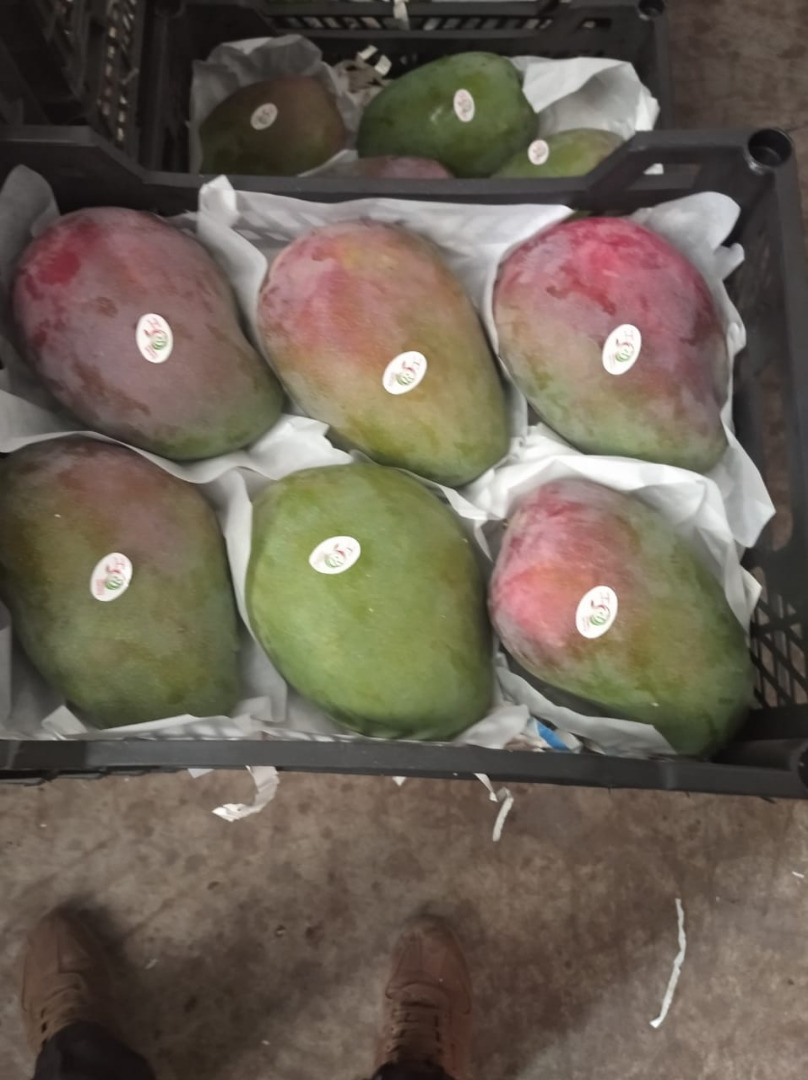 I will sell it in bulk - the amount of trucks-fresh mango-kit