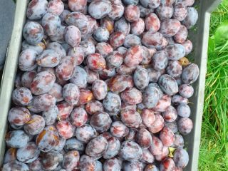 Hungarian plum a little pecan