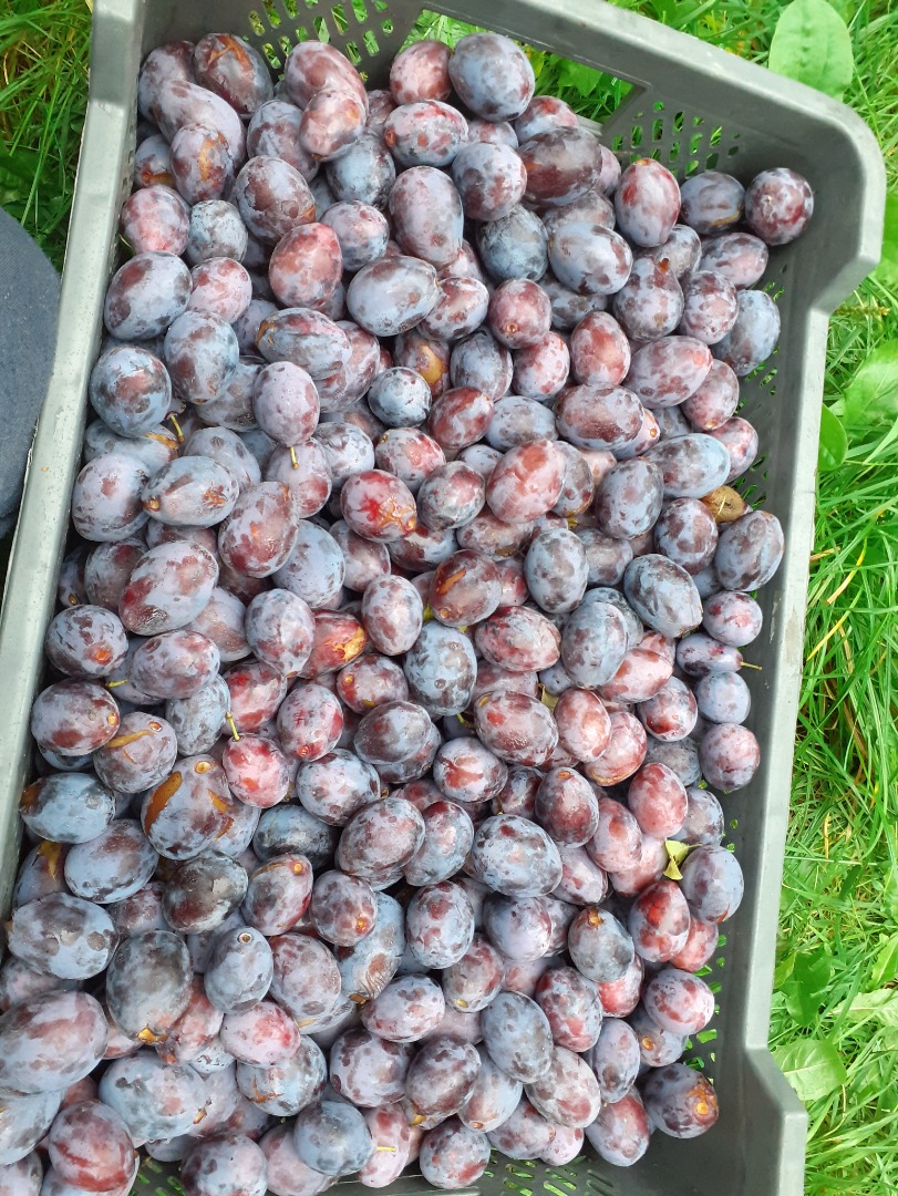Hungarian plum a little pecan