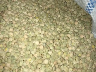 Lentils green, Harvest 2020. - purity - 99.5% -
