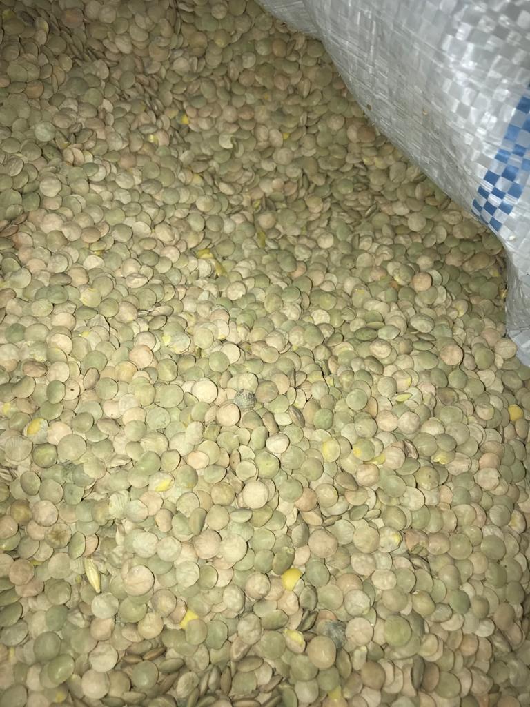 Lentils green, Harvest 2020