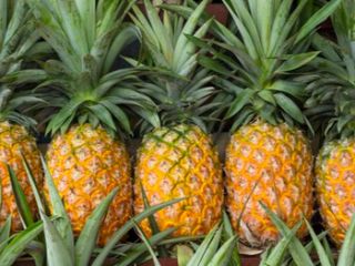 Product Type Tropical Fruit Type Pineapple Style Fresh Peeled