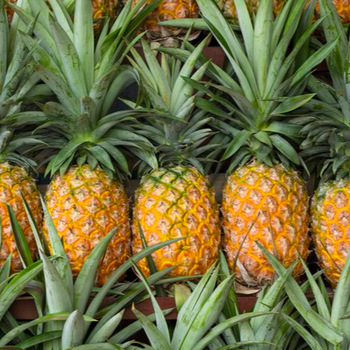 Product Type Tropical Fruit Type Pineapple Style Fresh Peeled and Not Peeled Cultivation Type Common Variety Phulae Certification GMP, GAP Place of Origin