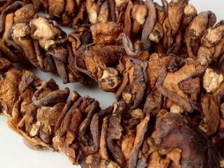 Product Name Healthy Natural Ganoderma Lucidum Mushroom for Human