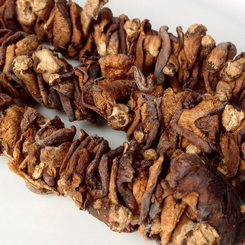 Product Name Healthy Natural Ganoderma Lucidum Mushroom for Human Health Appearance Like an umbrella Shape Application Eating,Health-care Products,Medicine