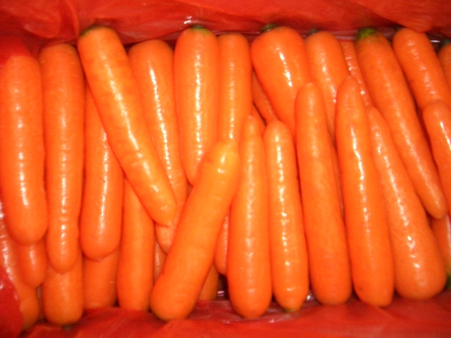 Exporting Quality: Fresh, clean, regular shape, no pesticide residue, no pest, intact firm, no cracks or violet top, washed and polished,red color and good