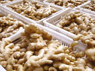 Product Name Fresh Ginger Style Fresh Color Natural Yellow