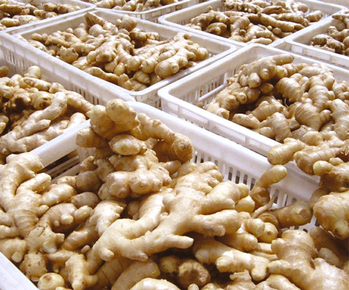Product Name Fresh Ginger Style Fresh Color Natural Yellow Size 100 - 150g,150-200g, 200-250g, 250g up per piece