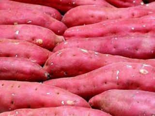 Product Name Fresh Sweet Potato Fruit Color Japanese Sweet