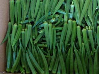 BEST FRESH OKRA FROM SOUTH AFRICA 1, Top quality